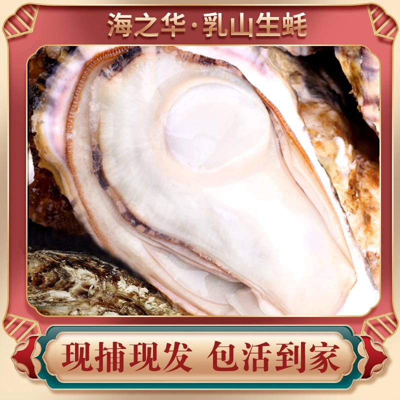 【海之华海鲜】4-5两10斤生蚝 乳山生蚝牡蛎 源产地现捞直发