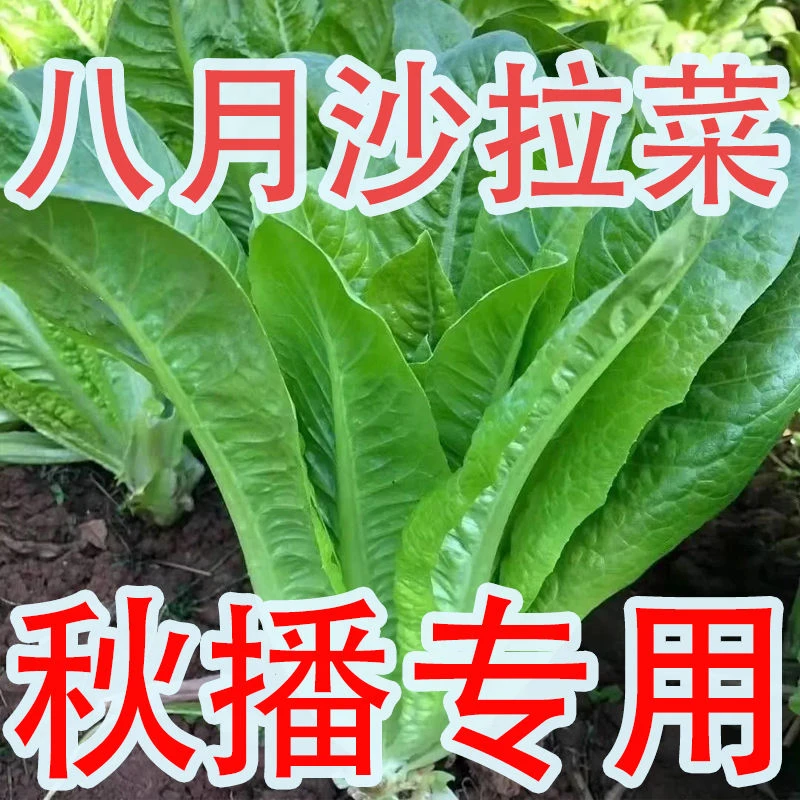 沙拉菜种子汉斯沙拉菜耐高温夏季秋播阳台速生易管理种植种籽