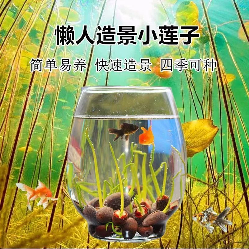鱼缸快速造景碗莲种子莲花花卉懒人鱼缸新手造景四季常青水草植物