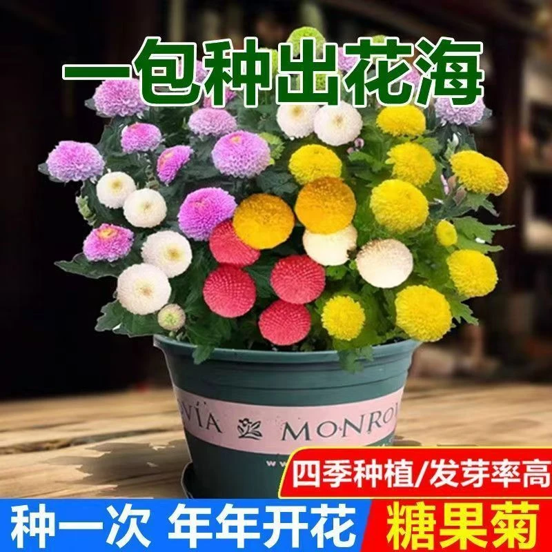 糖果菊花种子庭院四季开花七彩乒乓球菊种子千头菊易活乒乓球菊籽