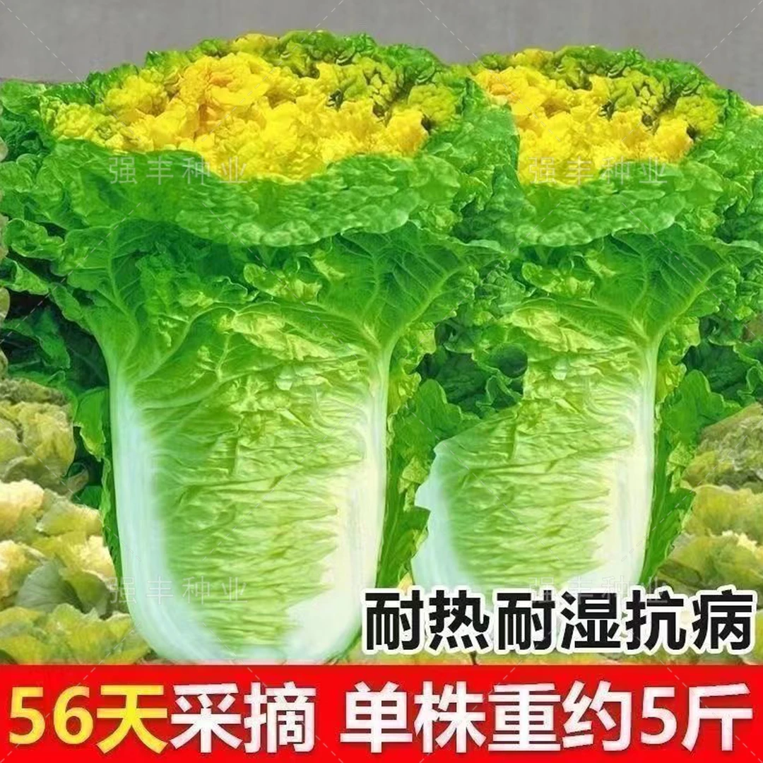 北京小杂56早熟黄心大白菜春秋娃娃包心白菜抗病易储蔬菜包邮