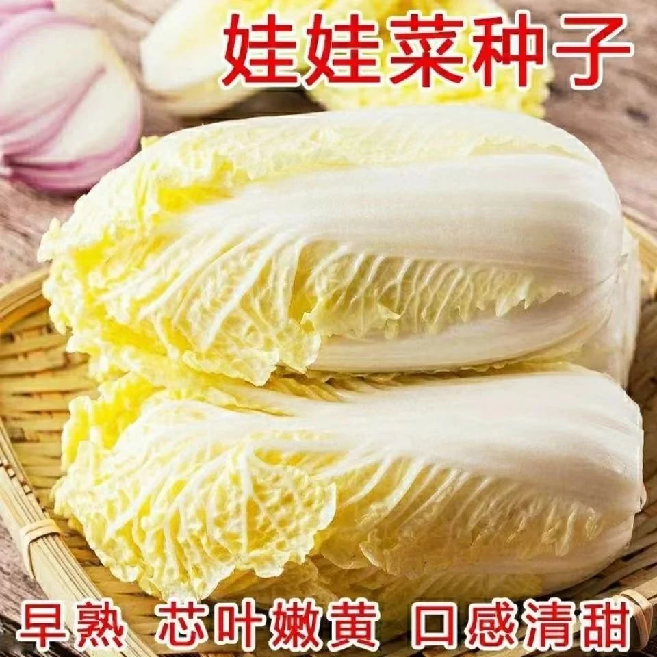 四季黄金娃娃菜种子黄心菜种子早熟耐热耐寒农家庭院阳台蔬菜种孑