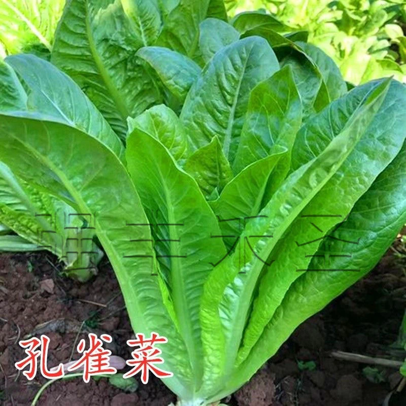 生菜精品沙拉开屏菜四季盆栽阳台种植蔬菜