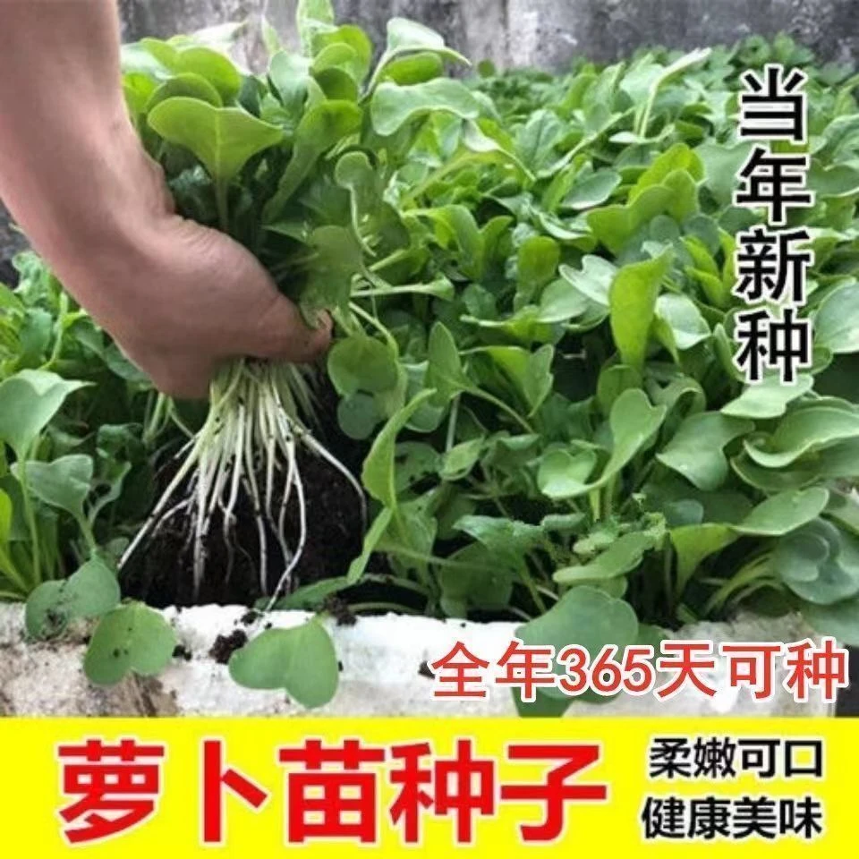 四季速生七天可吃萝卜苗萝卜菜娃娃菜种子阳台水培菜好吃芽苗种籽