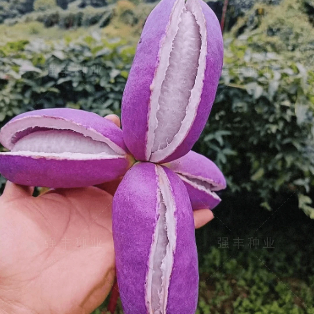 紫果八月瓜种子特色紫果栽地栽庭院四季种植蔬果种子