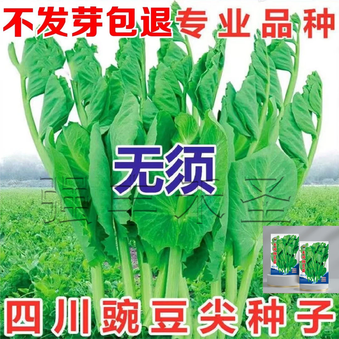 【买一送一】无须豌豆苗种子特大豆尖水培荷兰豆芽碗豆尖芽菜种子