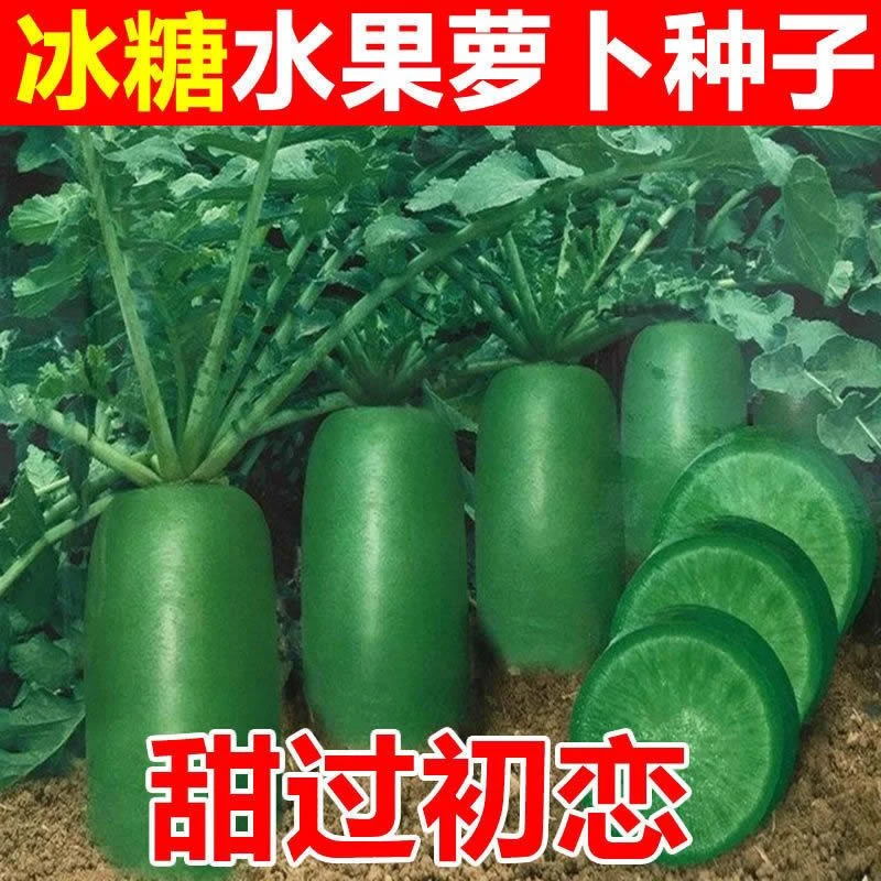 冰糖水果萝卜种子生吃脆甜农家蔬菜种四季播种阳台盆栽绿萝卜种籽