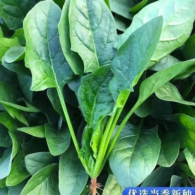 【今年新种】速生大叶菠菜种子菠菜籽四季耐热耐寒菠菜种籽蔬菜
