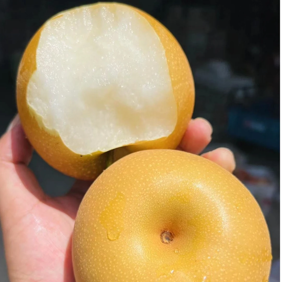 新鲜秋月梨3斤