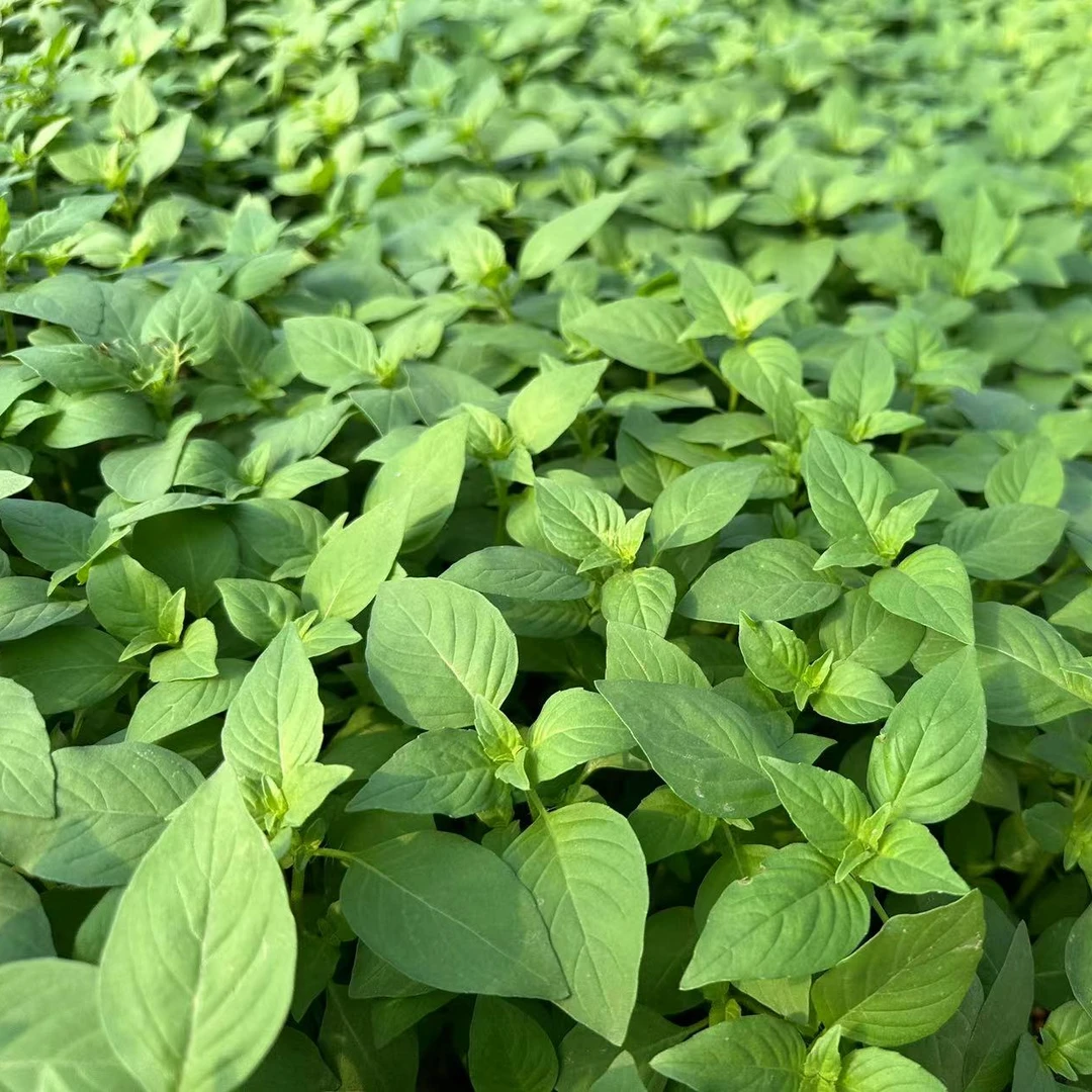 河南特产新鲜荆芥菜现拔带根荆菜顺丰