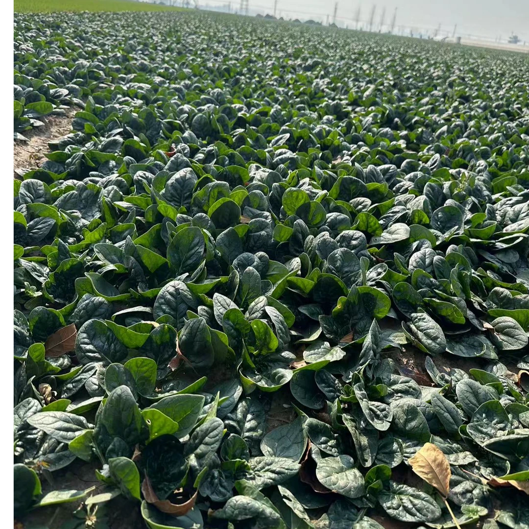 菠菜新鲜火锅红根菠菜农家自种当季新鲜大叶菠菜火锅食材火锅食材