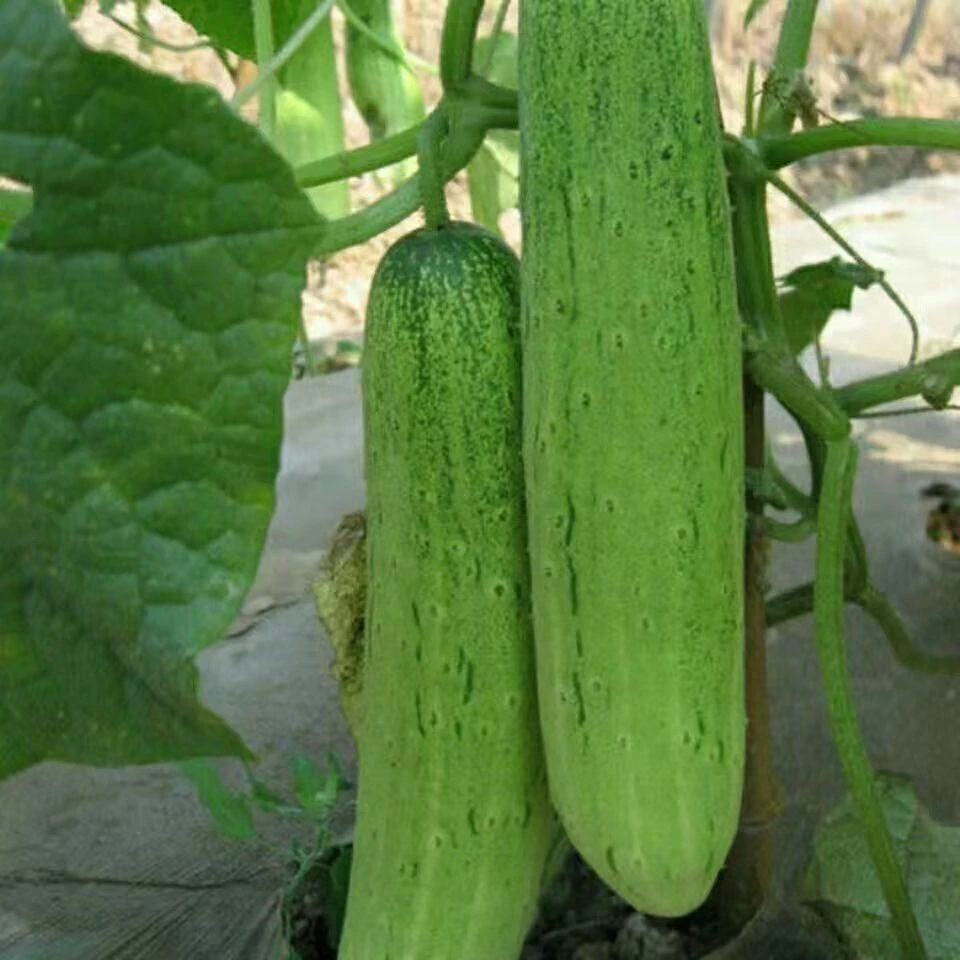本地黄瓜种子四季春季老品种阳台农家夏季本地花青大吊瓜蔬菜