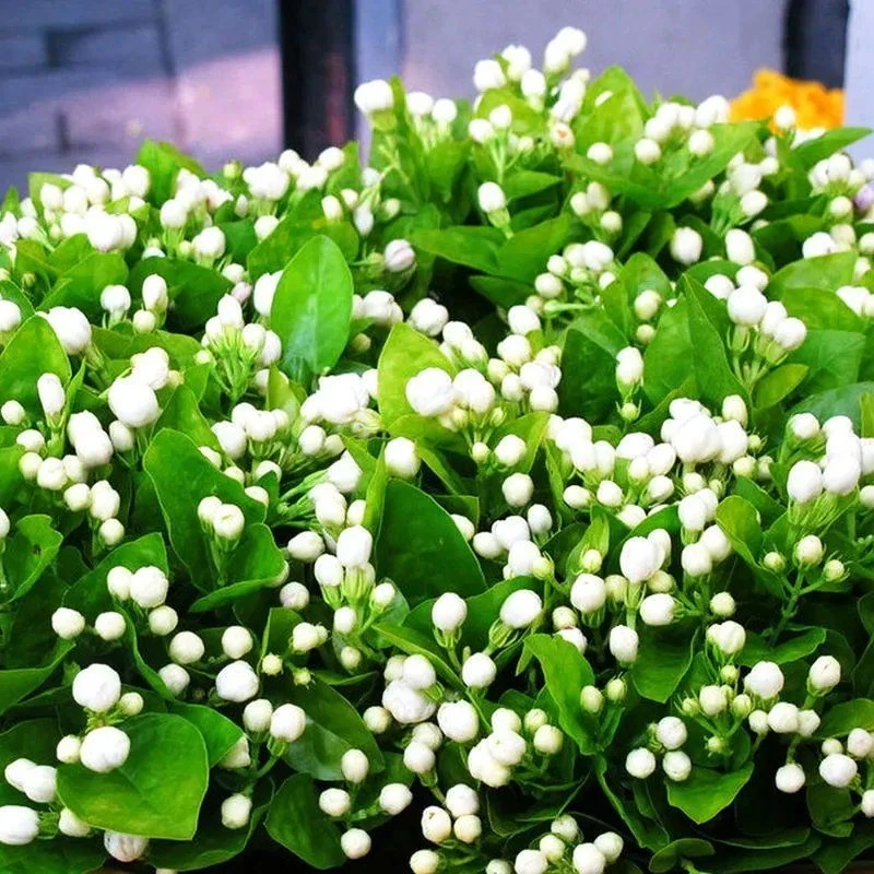 重瓣茉莉花种子四季可播种活阳台植物盆栽庭院室内外植物花籽