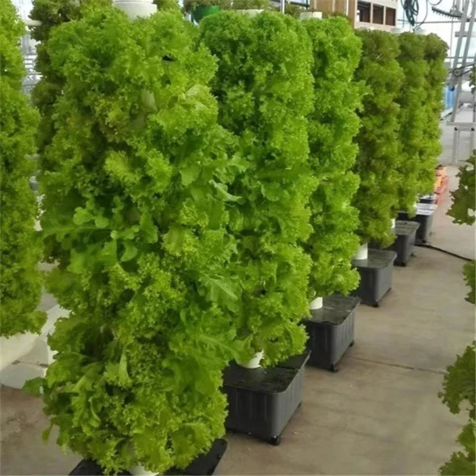 生菜树种子四季生菜子种籽脆嫩生吃生菜种籽阳台盆栽蔬菜种子大全