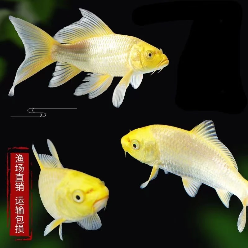 【大尺寸8-10厘米10条】血统锦鲤观赏鱼新手好养冷水鱼活体工厂直发