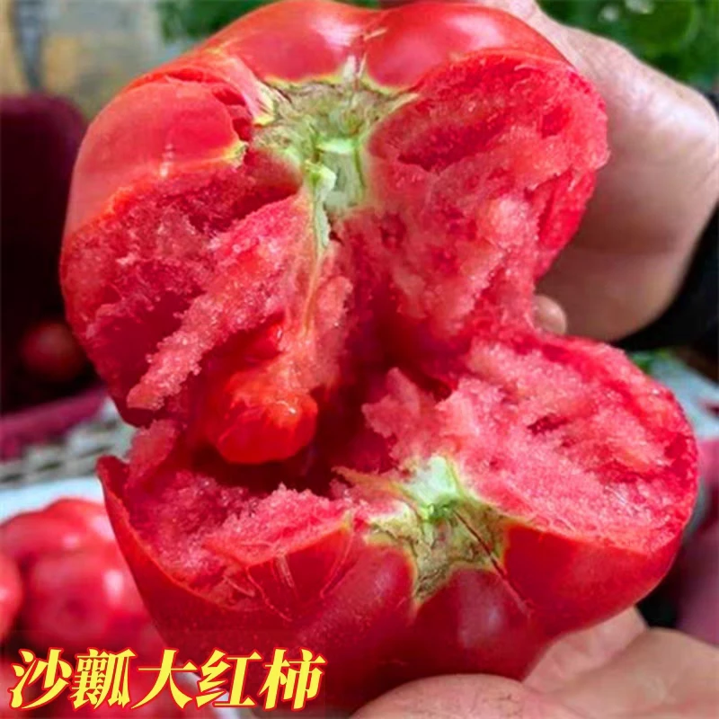 高产大粉番茄苗大西红柿苗老品种炒菜烧汤阳台庭院种植蔬菜苗大全
