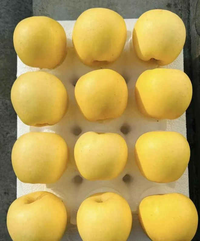 烟台市山地黄金维纳斯苹果