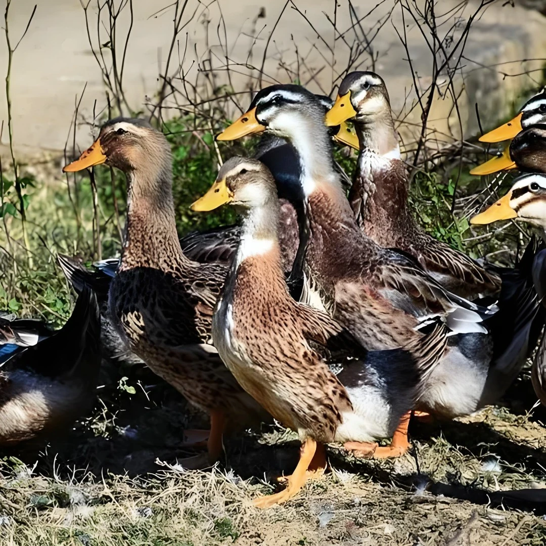 广西土鸭酸粥鸭1750克(熟鸭链接)