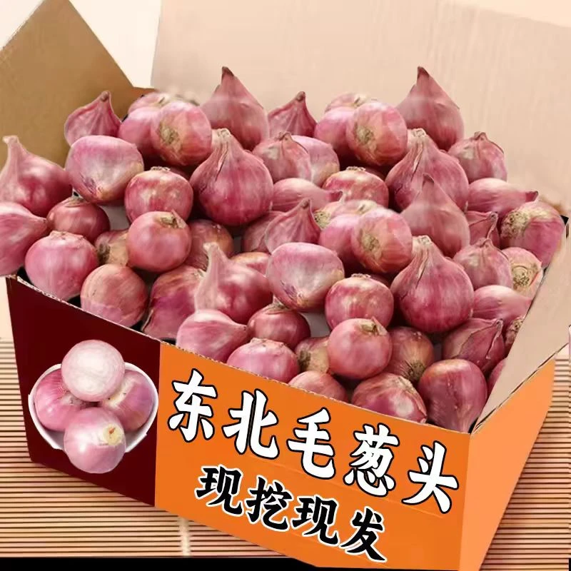 红葱头人工精选香葱头四季红洋葱头干葱头种子阳台种子发葱头种植