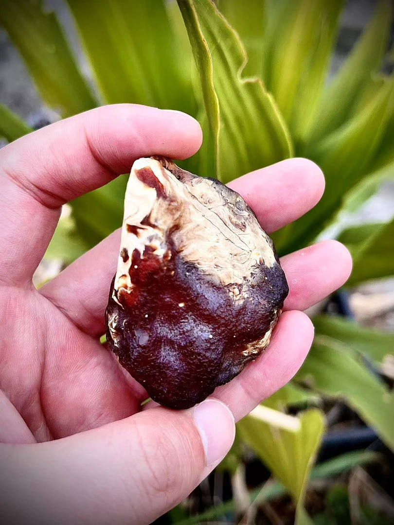 天然手把件妖孽花腊琥珀蜜蜡原石定制沁色特色图案原皮全皮直播间