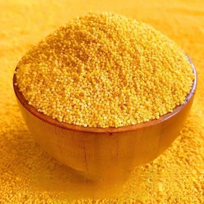 【2024新小米】正宗农家小米营养丰富 老少皆宜