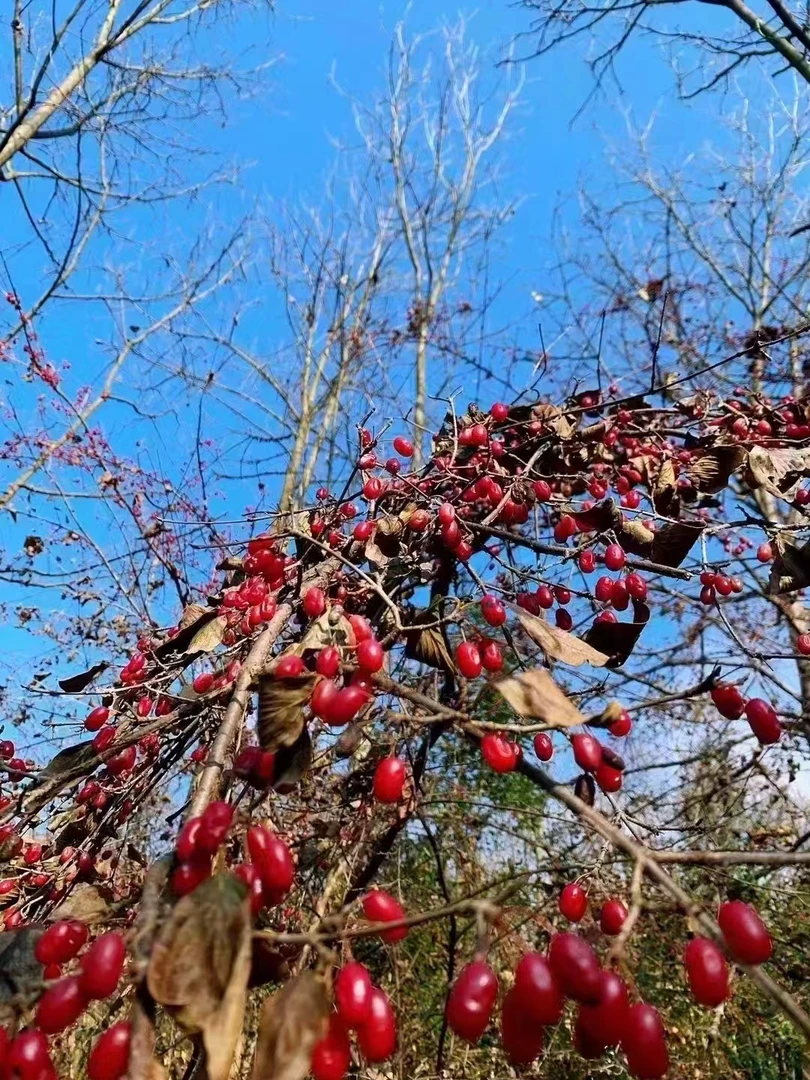 【野生货】人工采摘 自然晒干