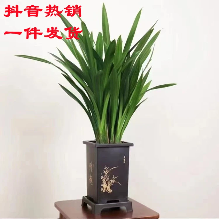 （老刘园艺绿植）达播款墨兰兰花发货兰花盆栽墨兰植物客厅办公盆景