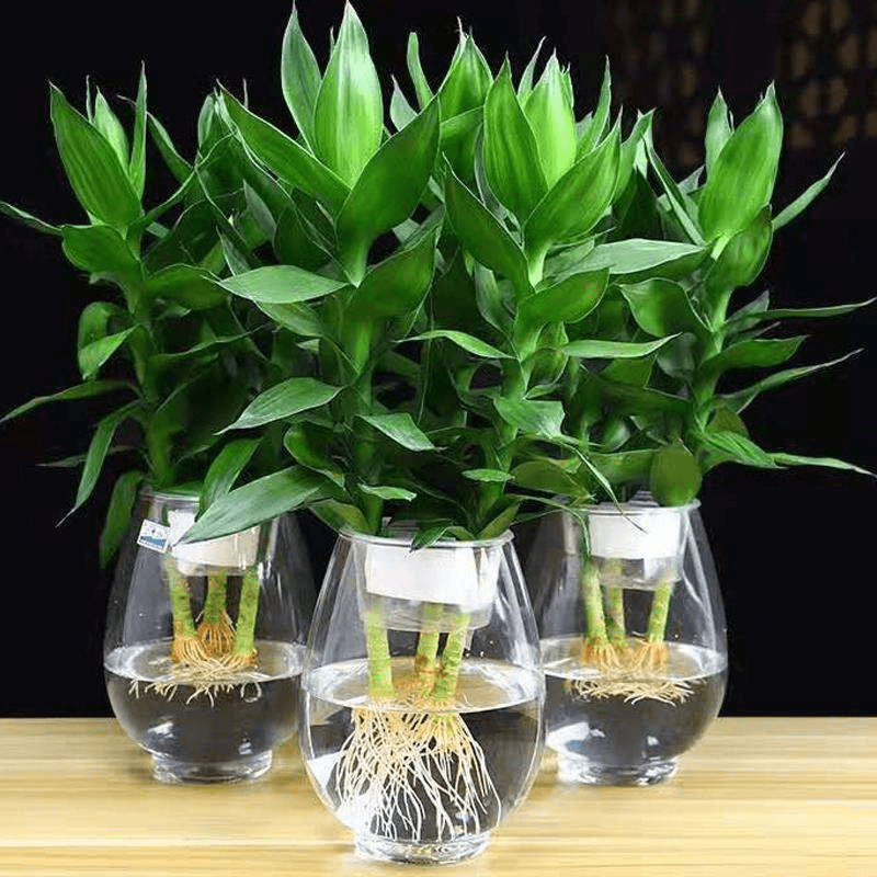 富贵竹水培植物盆栽花卉绿植室内花客厅水养绿萝大叶转运竹观音竹