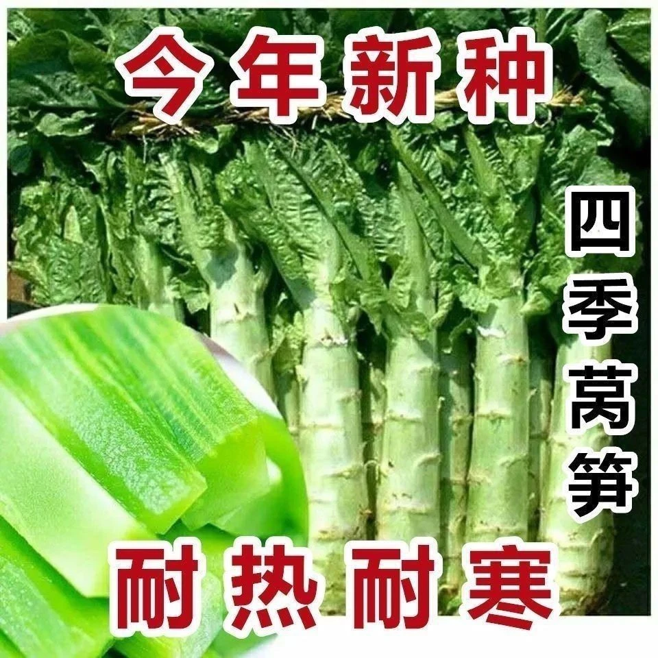 秋冬抗寒高产青莴苣秧苗