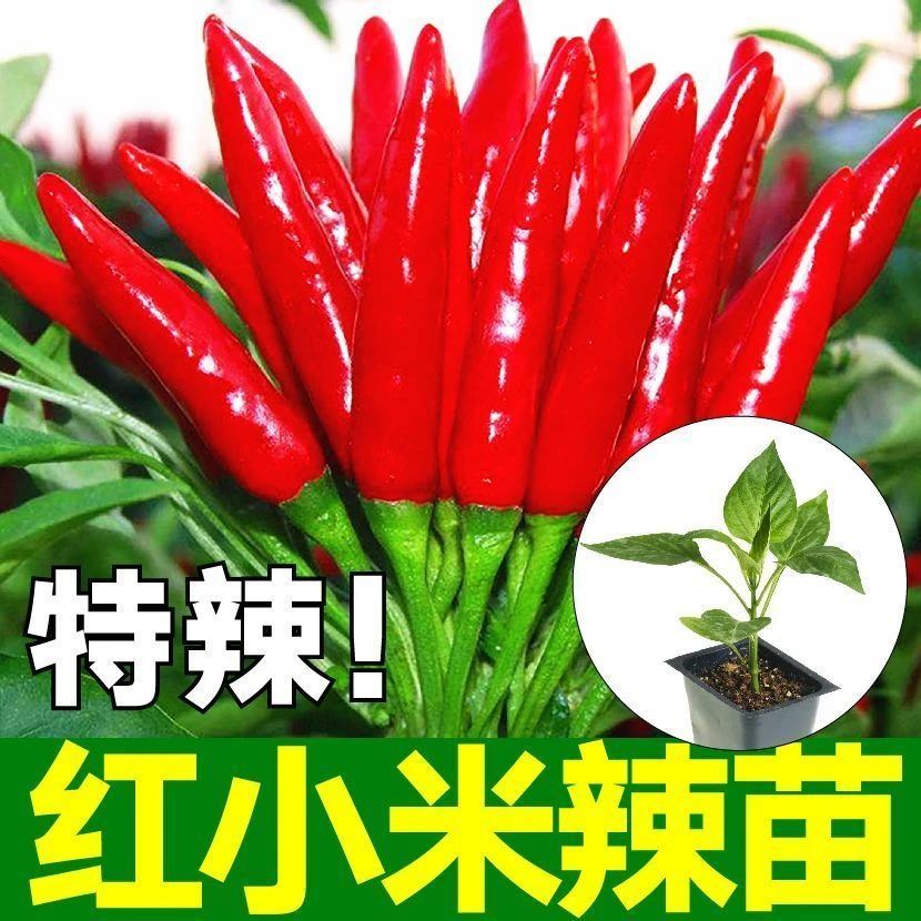 特辣红色小米辣椒苗