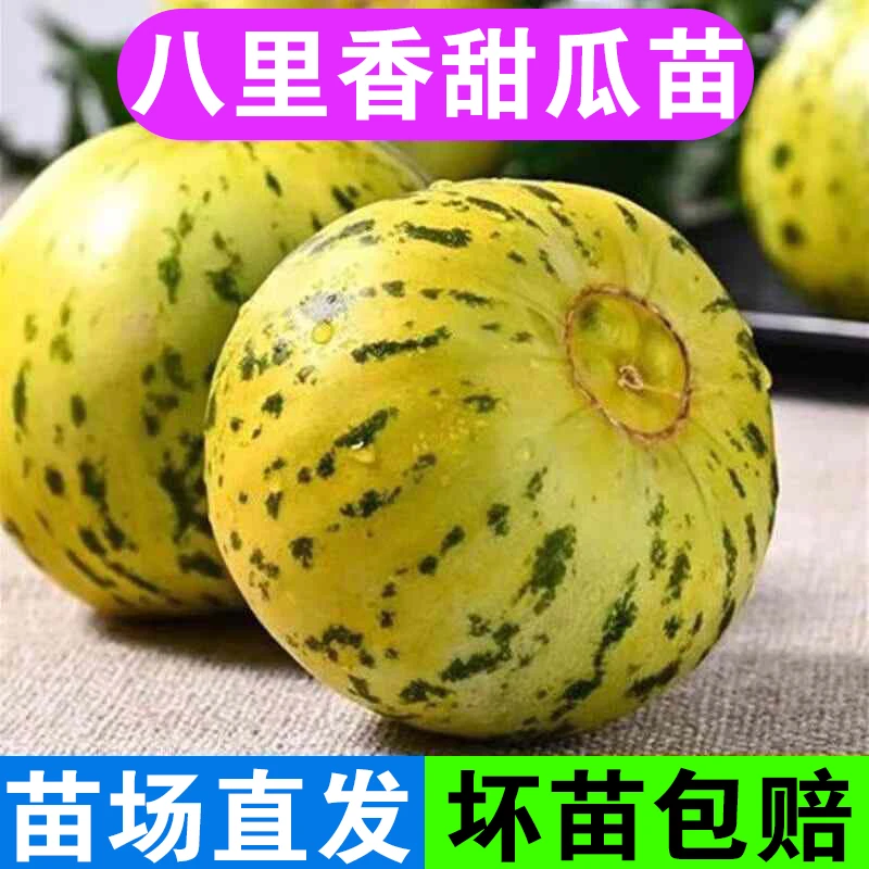 八里香种子苗秧老品种晚熟香瓜起沙水果种苗羊角蜜苗绿宝石甜瓜苗