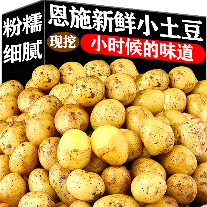 新鲜恩施高山小土豆奶香应季迷你蔬菜洋芋黄心非红皮整箱包邮软糯