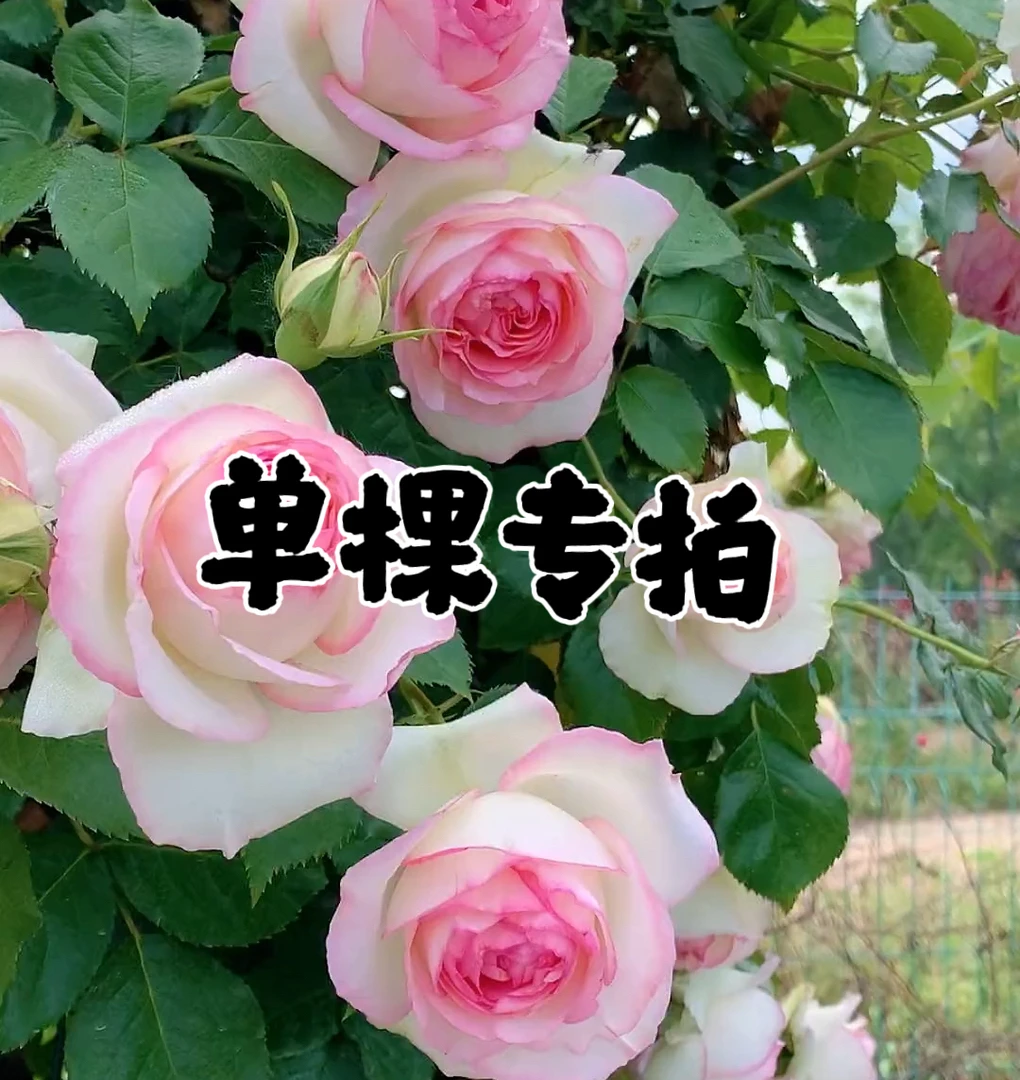 专拍90-100高四季开花蔷薇花苗欧月藤本月季花苗爬藤大苗花玫瑰