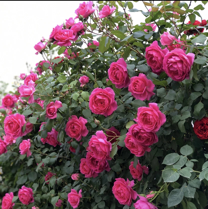 大游行90左右高四季开花蔷薇花苗欧月藤本月季爬藤大苗大花玫瑰
