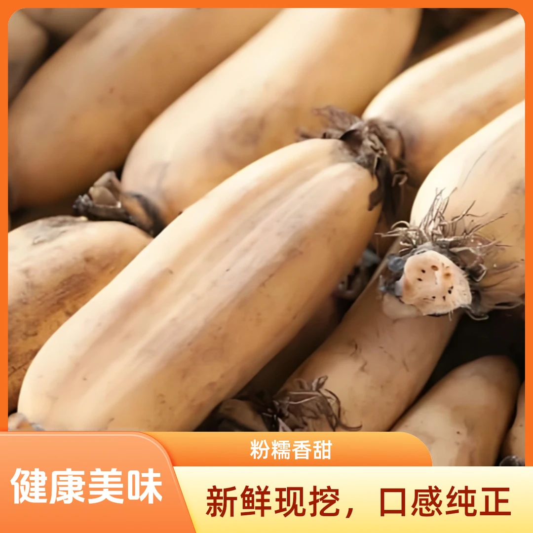 【新鲜现挖】山西黄河黄糆莲藕粉糯香甜非洪湖莲藕净重3/5斤包邮