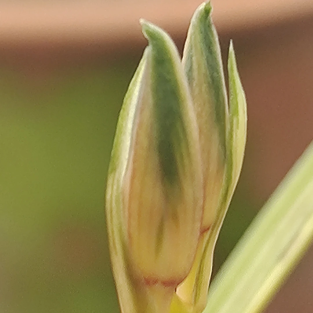 兰花蕙兰蕙兰线艺艺草春剑春兰寒兰兰花植料兰花直播专用链接
