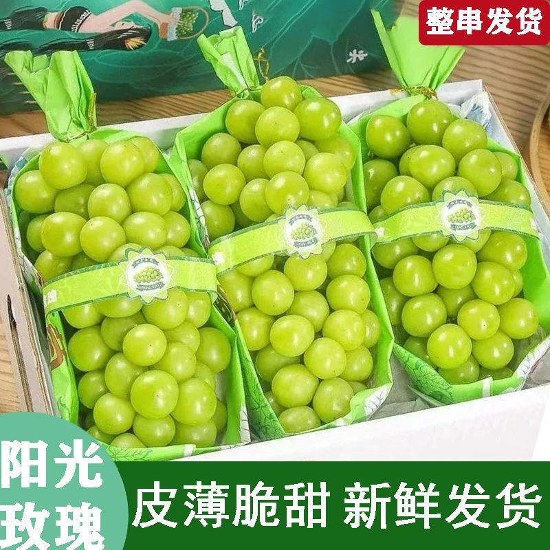 阳光玫瑰新鲜现采现摘脆甜无籽精品葡萄提子新鲜水果多汁