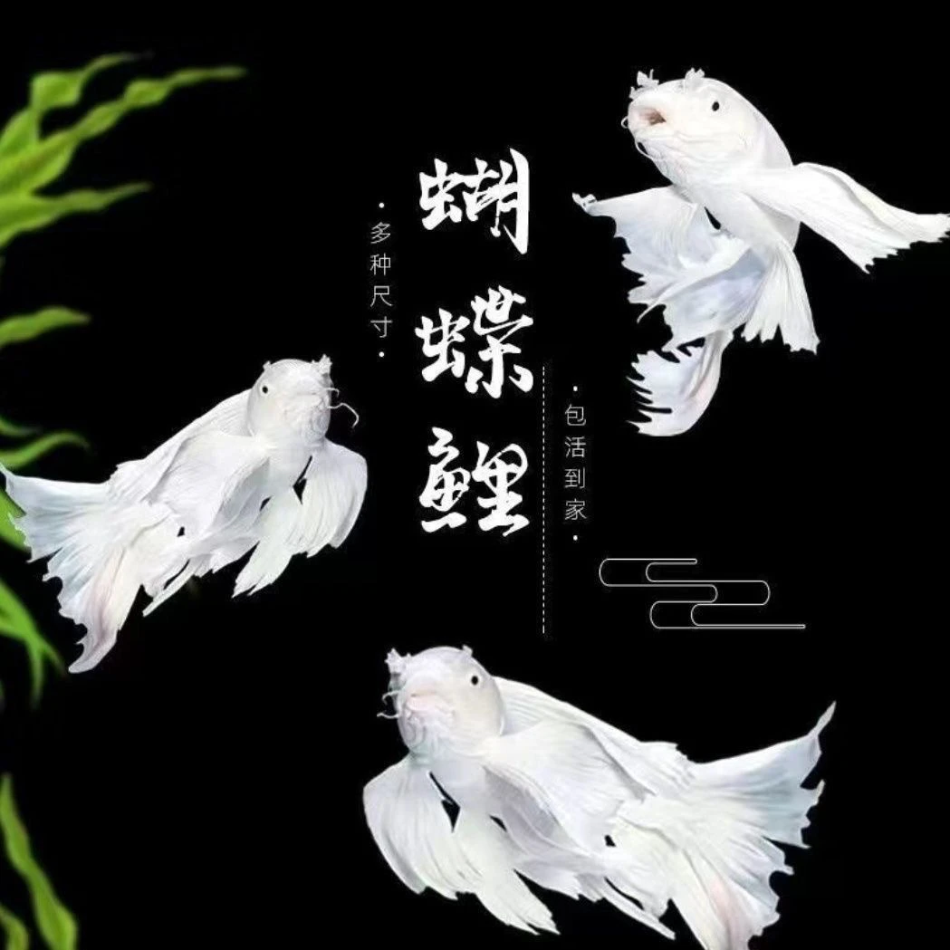 龙凤锦鲤桌面改价链接（图片为随机选择，以直播间拍的为主）