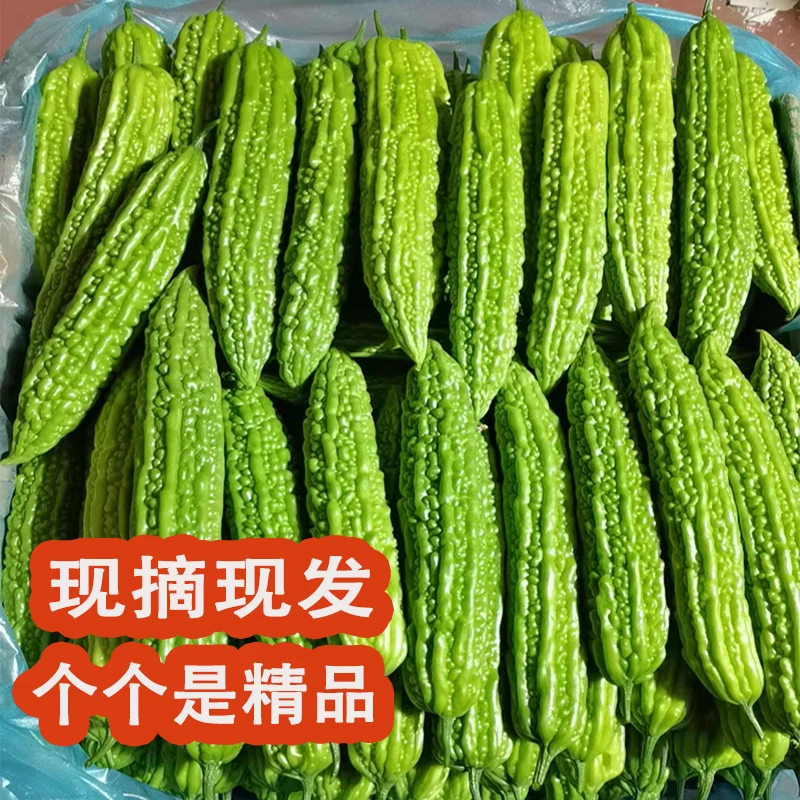 山东农家露天自种苦瓜 现摘现发新鲜直达 纯天然优质苦瓜