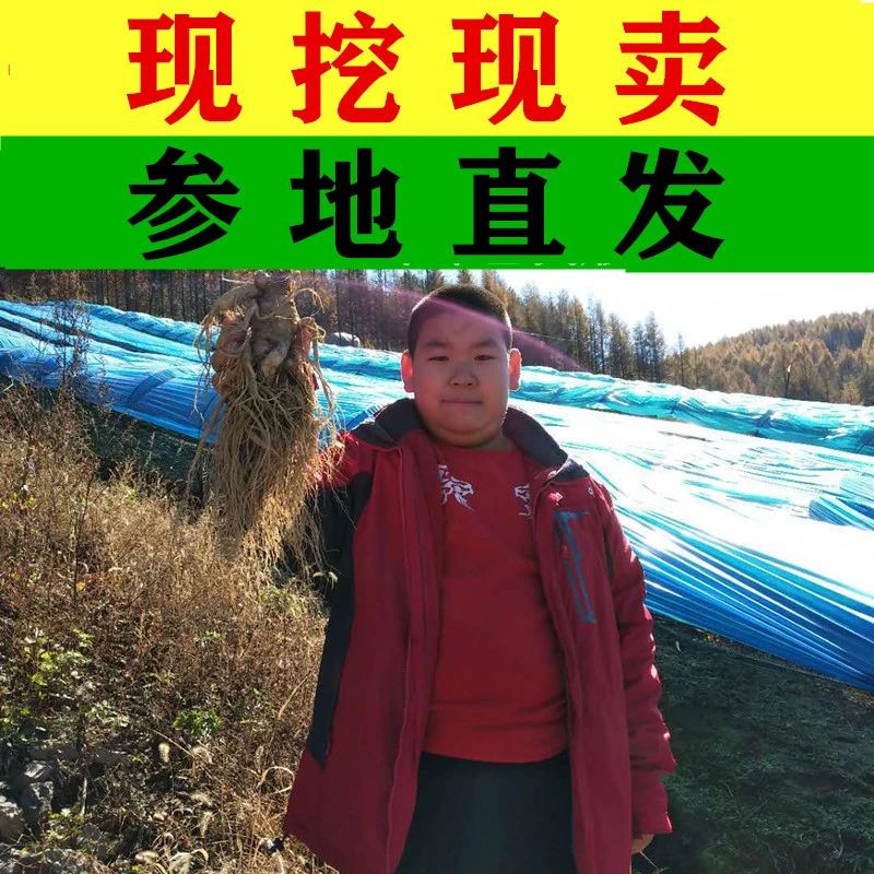 长白山鲜人参一斤（6--8根），泡酒送人