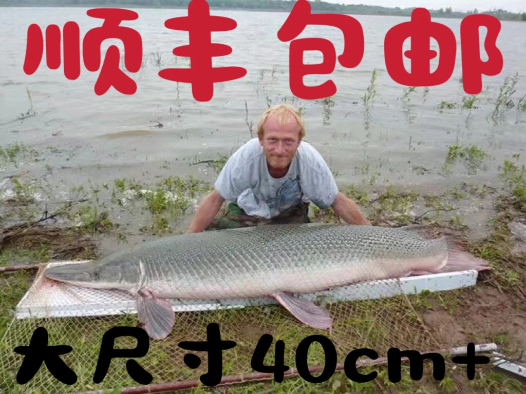 鳄雀鳝鱼 福鳄 火箭 尖嘴 活体猛鱼 大型水族观赏鱼大尺寸30cm