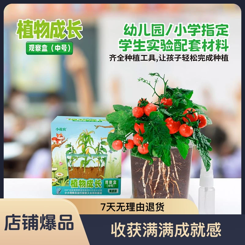 儿童种植小盆栽科学观察水果草莓宝宝迷你小花农植物可爱发芽农场