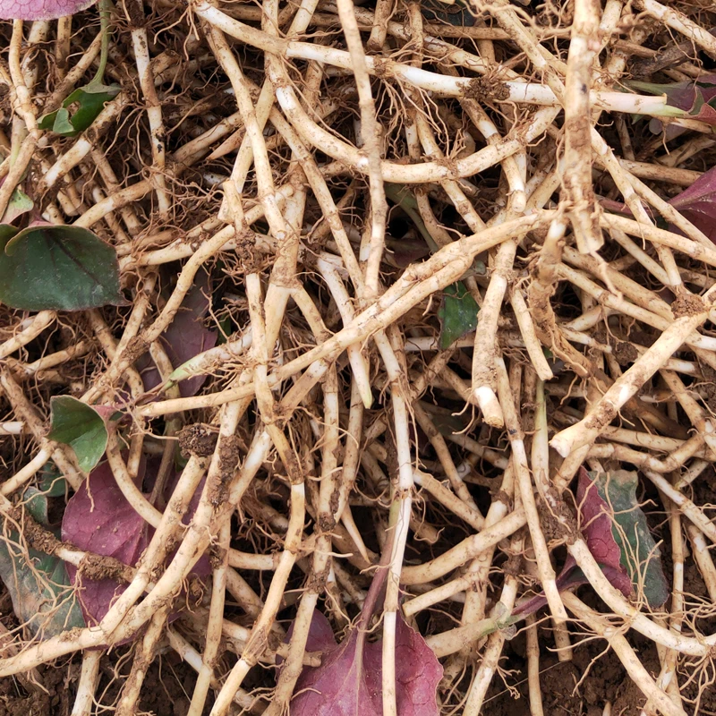 0.5-5斤鱼腥草新鲜折耳根带叶贵州特产蔬菜现挖节节根农家凉拌菜