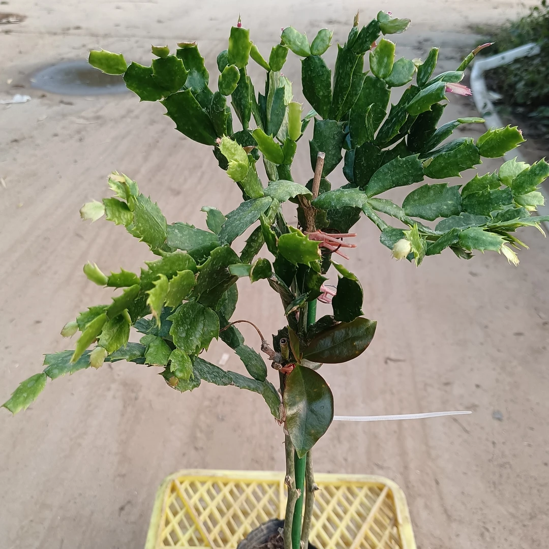 叶仙嫁接蟹爪兰1棵