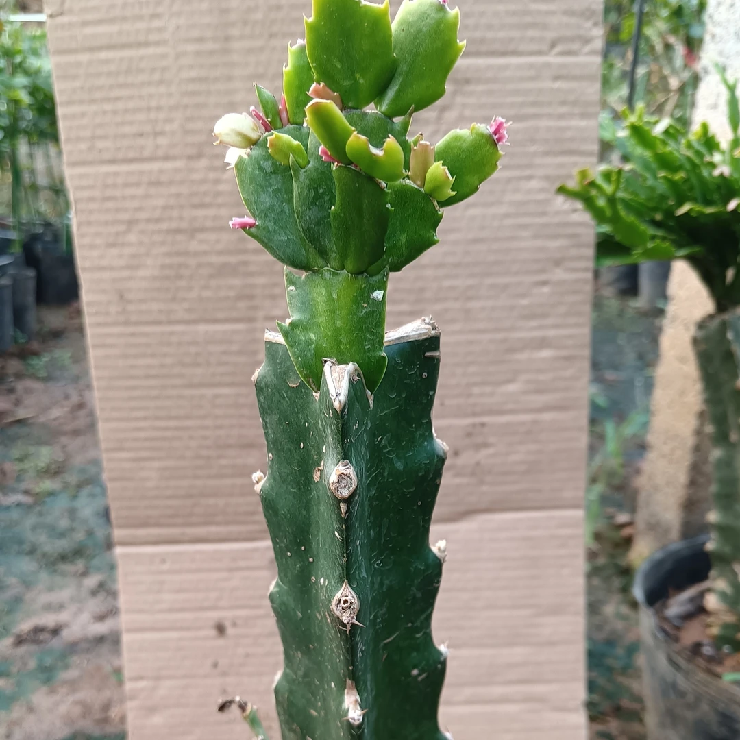 火龙果嫁接蟹爪兰2棵（高35厘米）