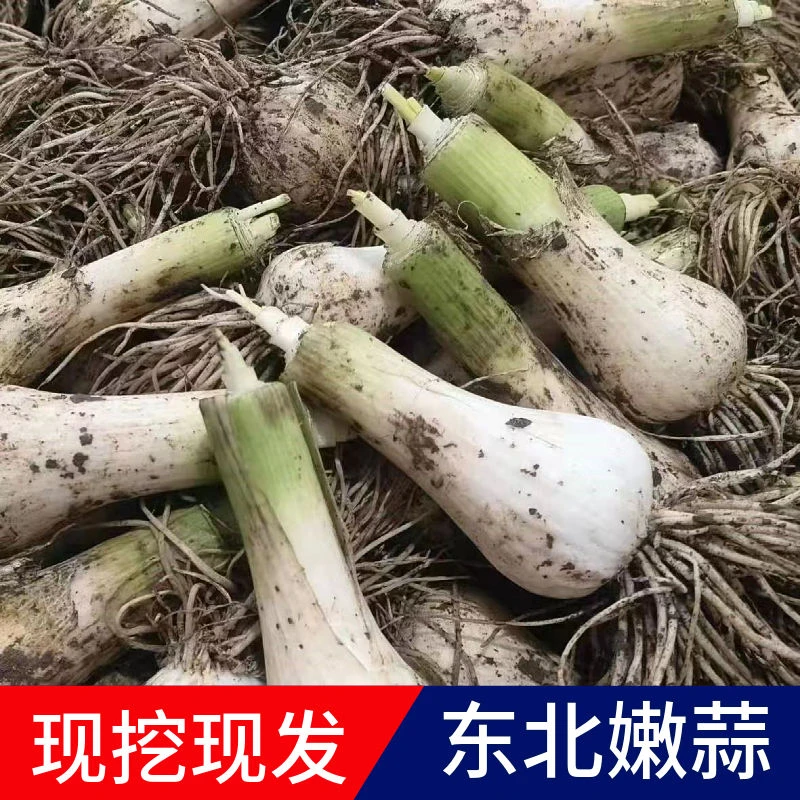 东北青蒜3斤5斤包邮