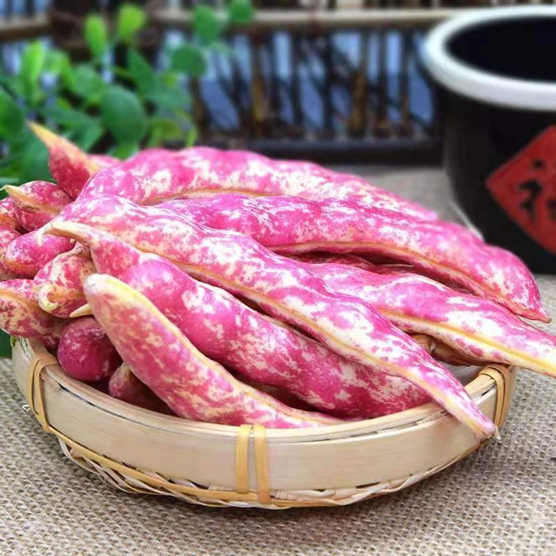 东北特产红金沟油豆角黄金沟油豆角新鲜蔬菜面豆开锅烂3斤5斤顺丰