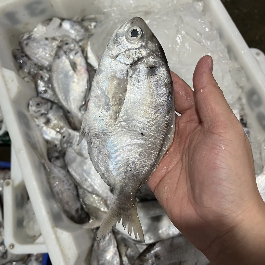 神泉本港乌脐鱼/南鲳鱼【广东省内包邮】
