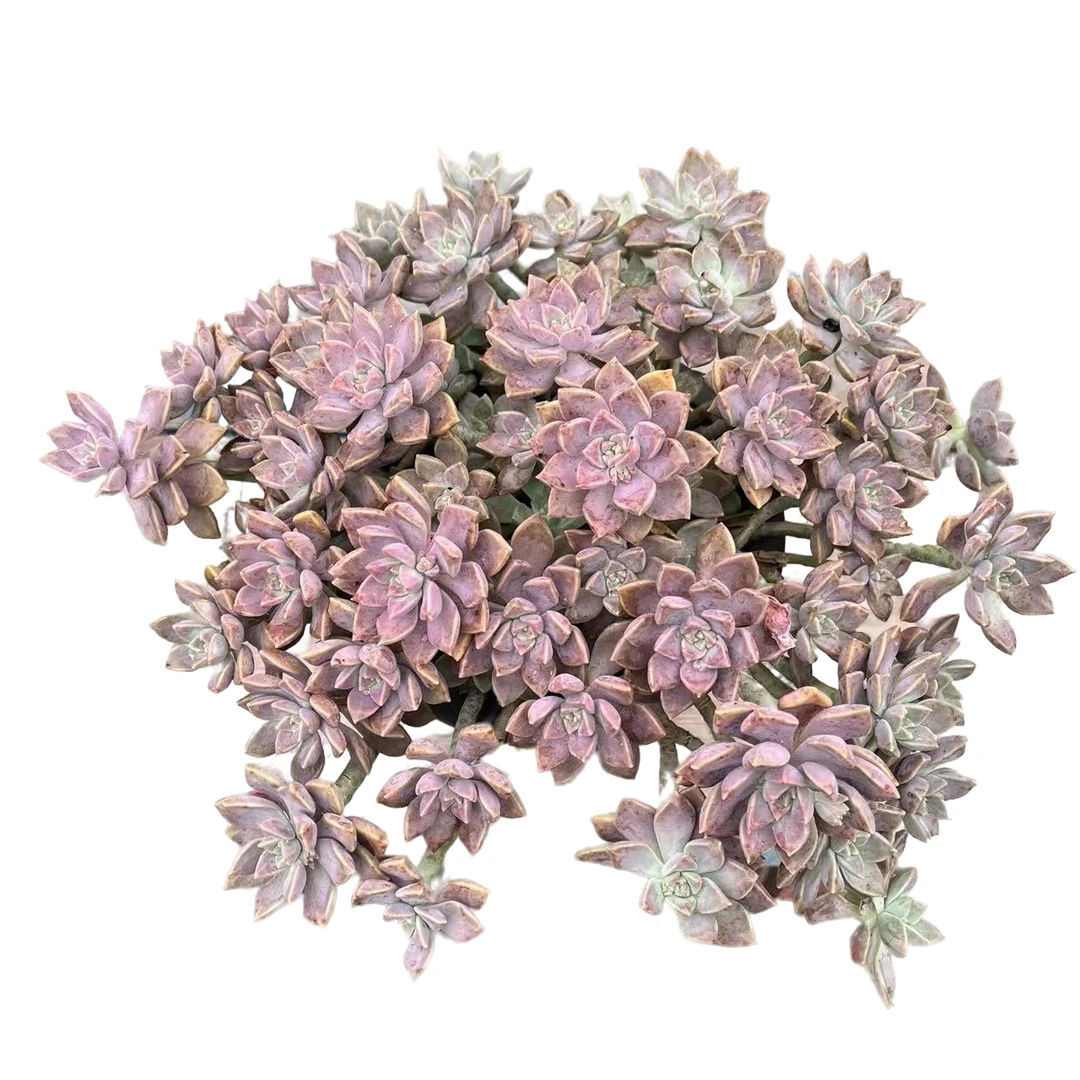 瑞祺多肉（阿伦培）造型多肉