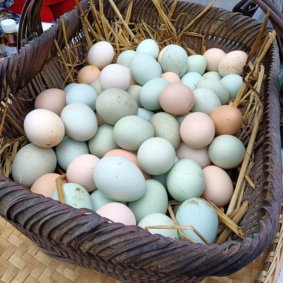 农家散养绿壳鸡蛋30枚| 新鲜鸡蛋健康营养甄选当日鸡蛋包邮